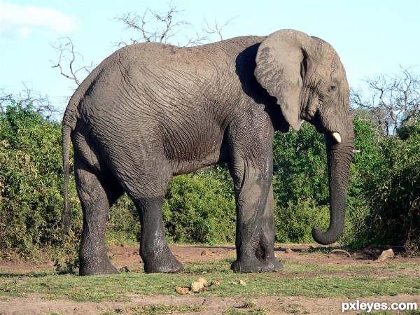 Creation of Dumbo: Step 1