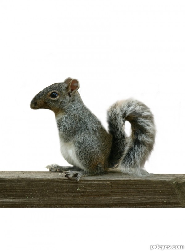 Creation of My Acorns... My Life: Step 4