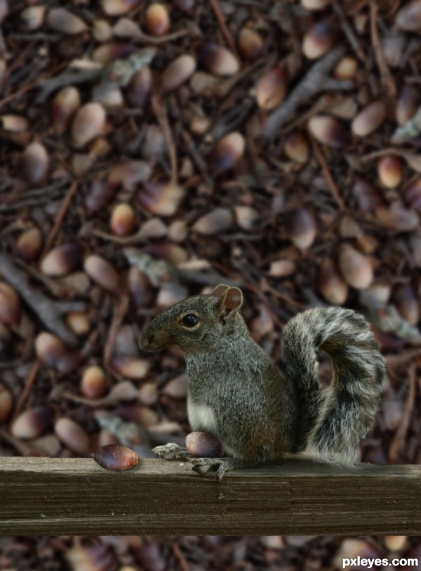 Creation of My Acorns... My Life: Step 5