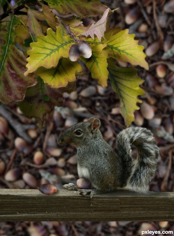 Creation of My Acorns... My Life: Step 6