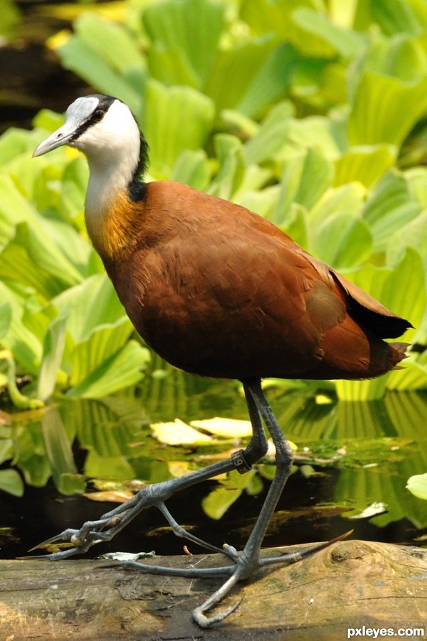 Creation of African Jacana (Compact): Step 1