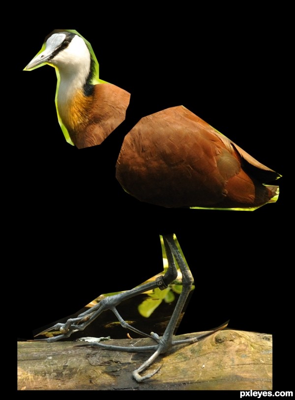 Creation of African Jacana (Compact): Step 2