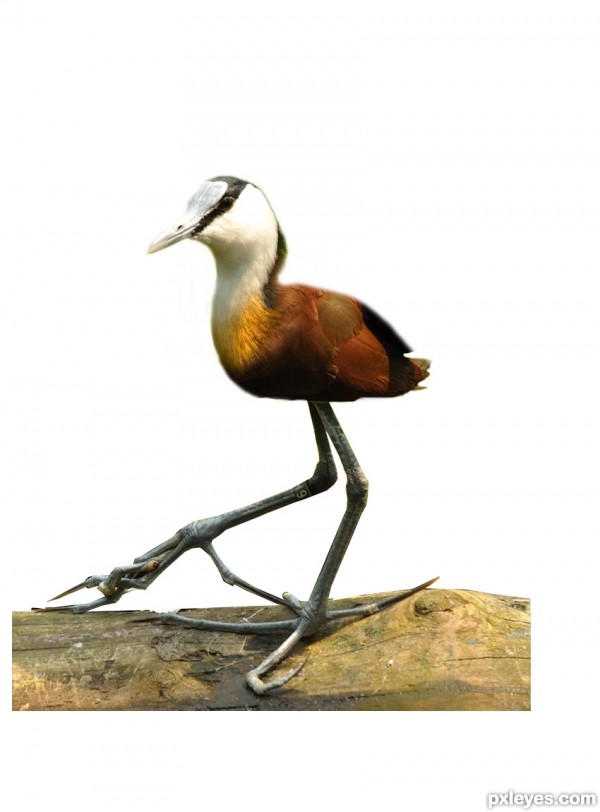 Creation of African Jacana (Compact): Step 4