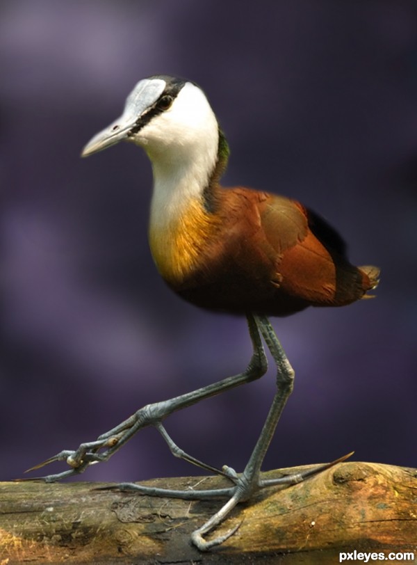 Creation of African Jacana (Compact): Step 6