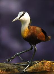 African Jacana (Compact)