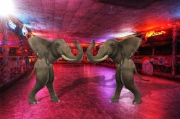 ElephantDance