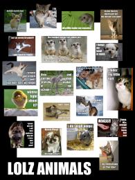 lolcats and the like