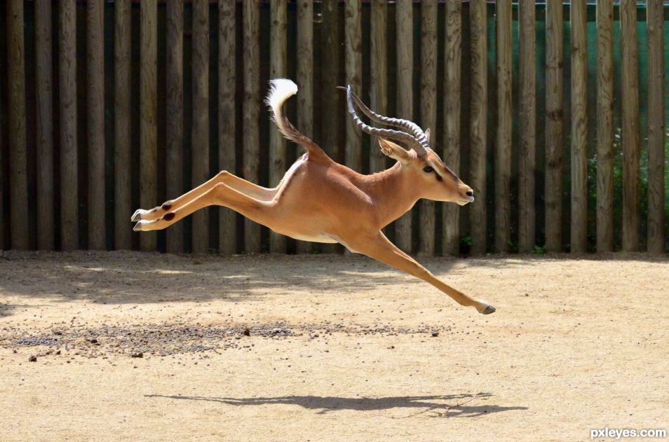 Springbok