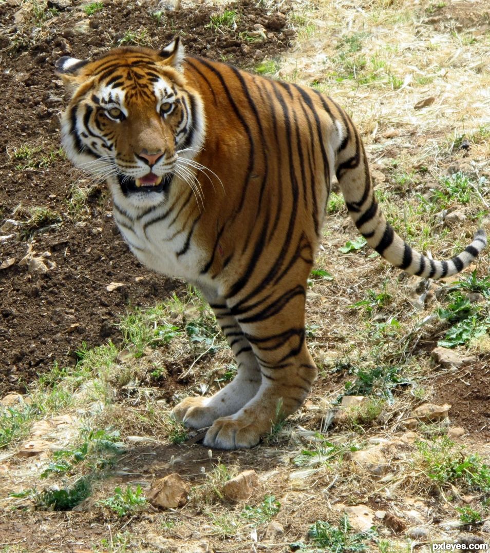 Two-legged tiger