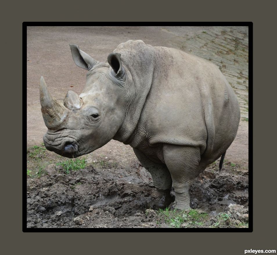 RHINO