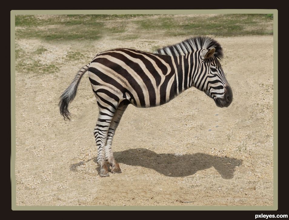 A NEW BREED OF ZEBRA