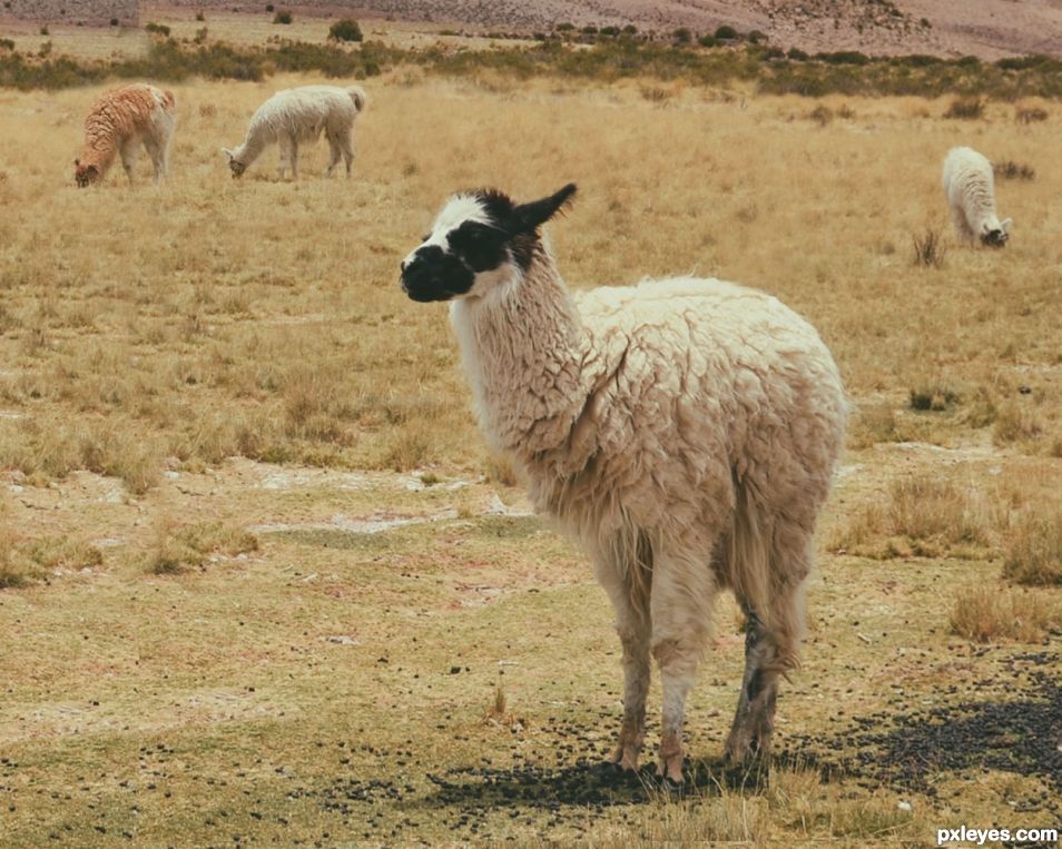 SHORTY-AL-PACA