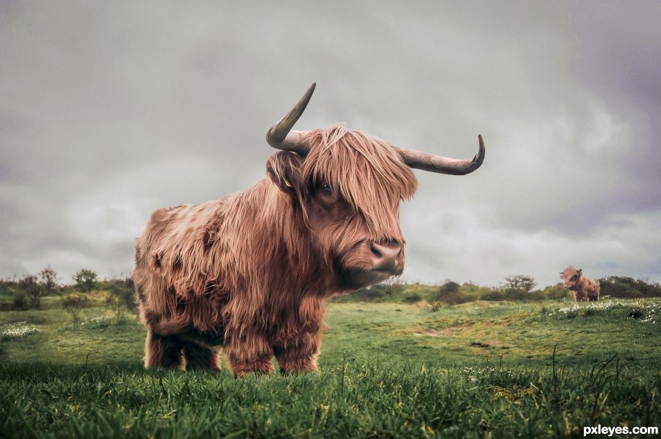 Furry Cattle