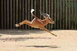 Springbok Picture