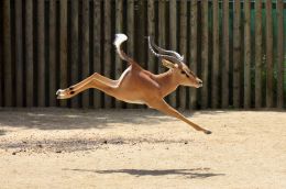 Springbok