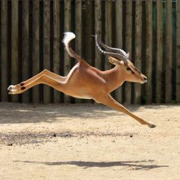 Springbok