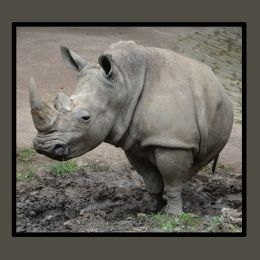 RHINO