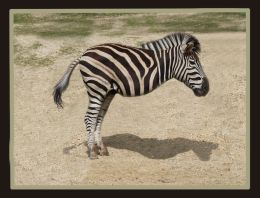 A NEW BREED OF ZEBRA