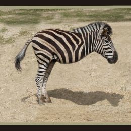 ANEWBREEDOFZEBRA