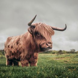 Furry Cattle Picture