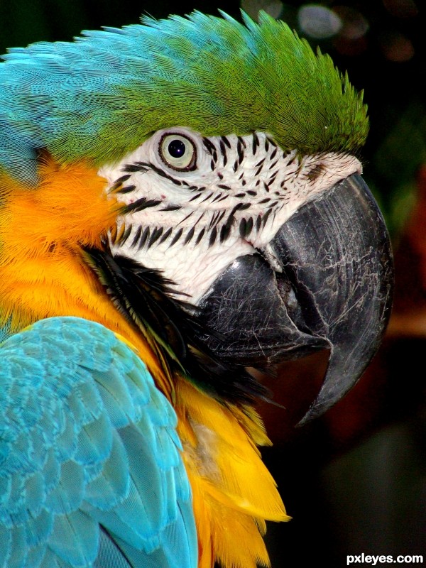 Blue and Gold Macaw