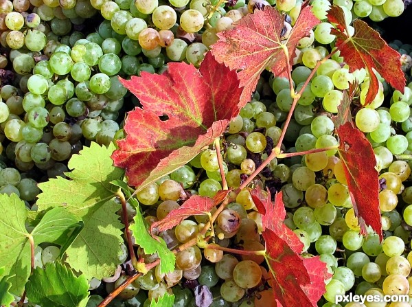 Grapes and Leaves