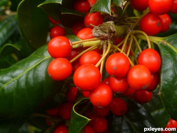 Red Berries