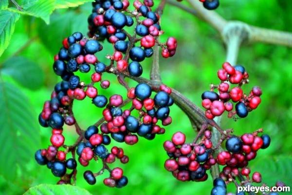 Wild Berries