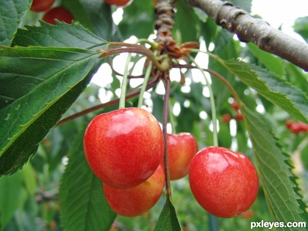 cherries