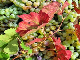 Grapes and Leaves