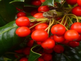 Red Berries