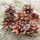 cones source image
