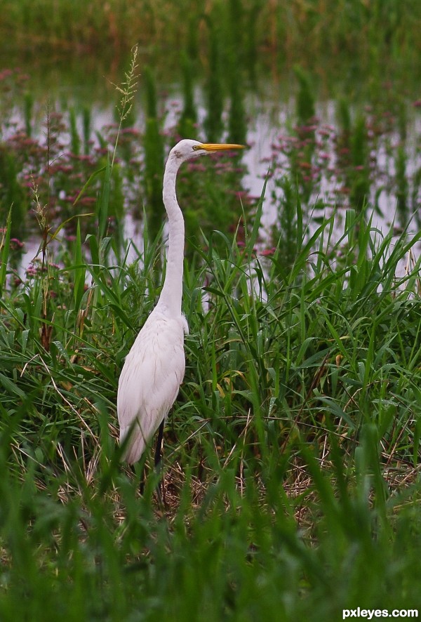 Egret in Florida