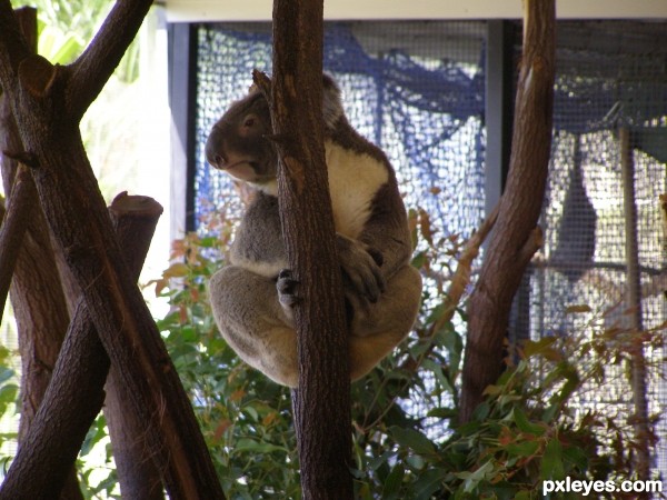 Koala & Leaves (K&L)