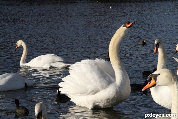 River+Swan