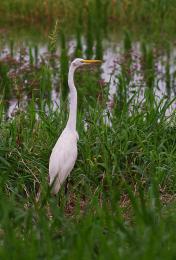 Egret in Florida