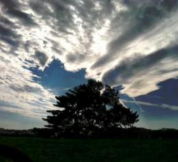 Sky, Tree
