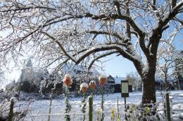 Snow+Tree