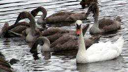 Young and Old - Swans