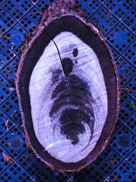 Tree Stump On Tray