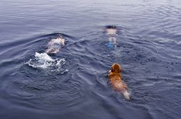 Group Swim