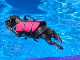 AquaPup