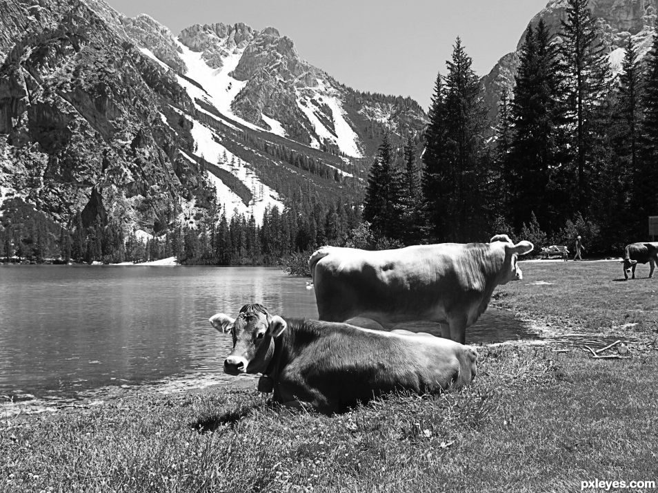 grazing near the lake