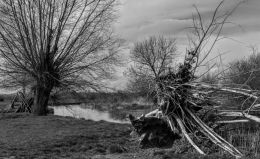 Trees