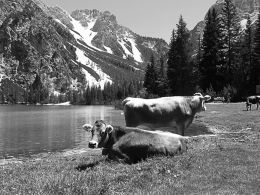 grazing near the lake