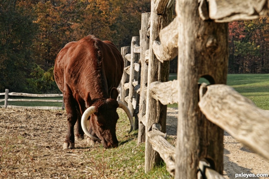 Autumn Bull