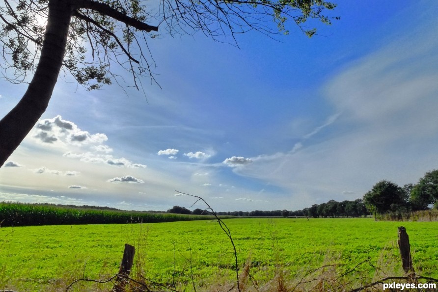 Meadow in lower saxonia, Germany