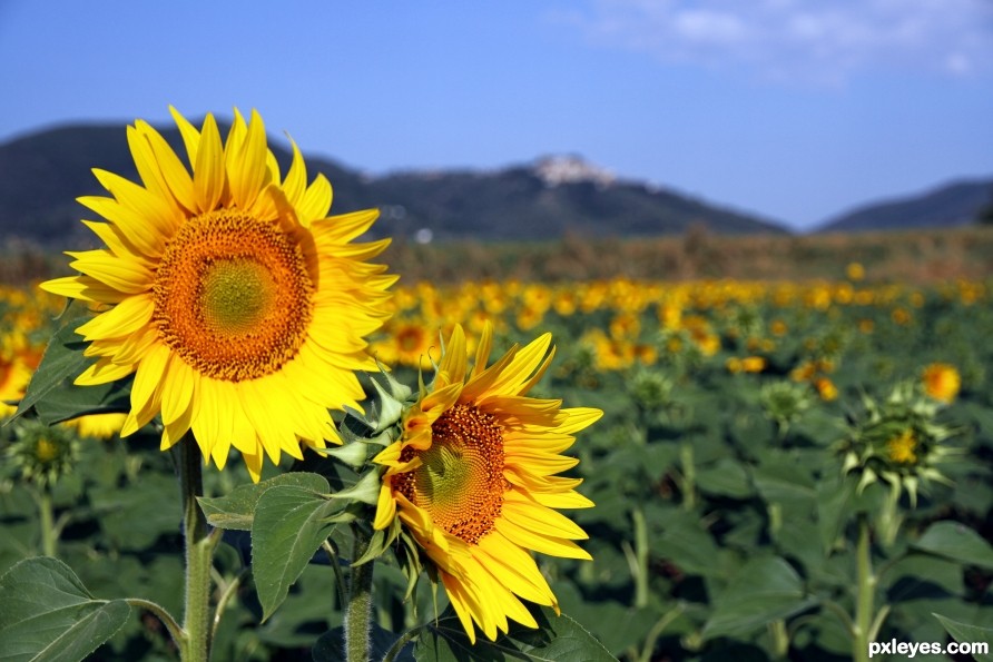 Sunflowers