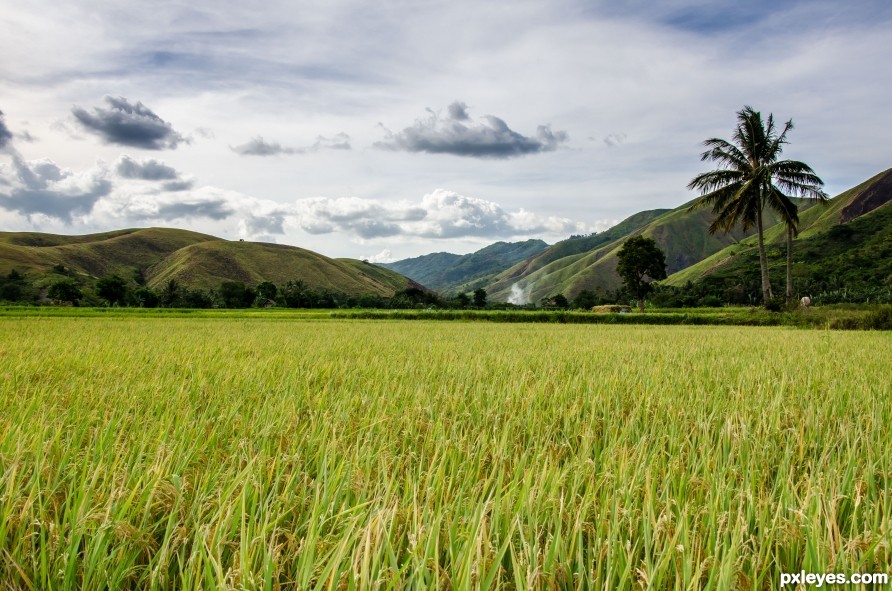 Rice field down hill