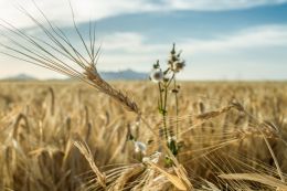 Wheat and Chaff